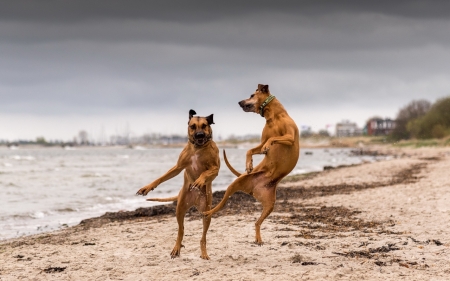 Dancing Dogs - dogs, funny, animals, humour