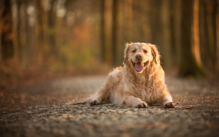 Golden Retriever - dogs, cute, animals, golden retriever