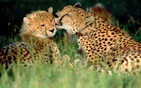 Wild love - animal, feline, love, big cat