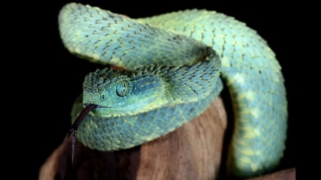 Bush Viper - Bush Viper, animal, reptile, snake