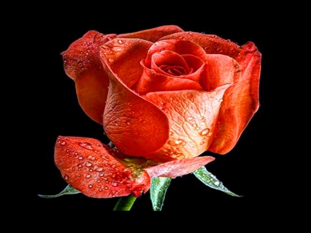 A rose - black, rose, flower, orange