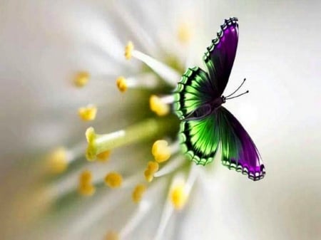 Sweet flower - white, flower, butterfly, black, green