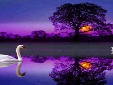 Purple evening - lake, sunset, tree, swan