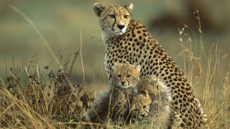 Cheetah family - cheetah, family, animal, cat, wild