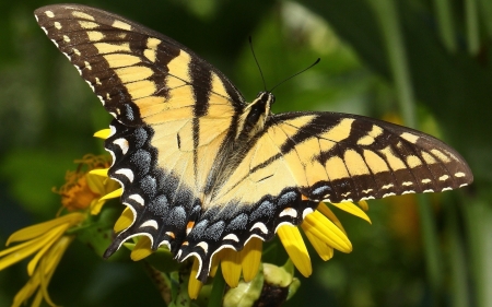 BUTTERFLY - wings, leaves, flower, petals