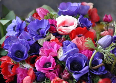 ANEMONES - leaves, petals, nature, colors