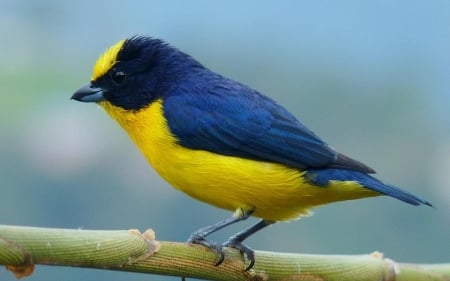 EUPHONIA - wings, colors, limb, feathers