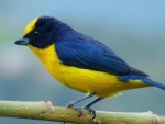 EUPHONIA