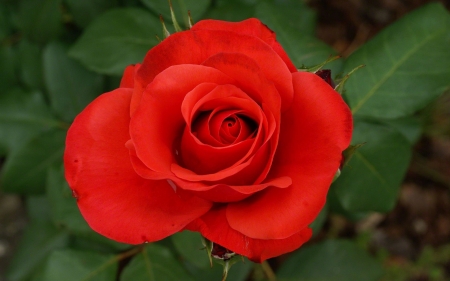 ROSE - leaves, green, petals, red