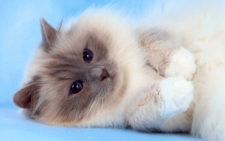 Fluffy birman cat - birman, kitten, feline, cat