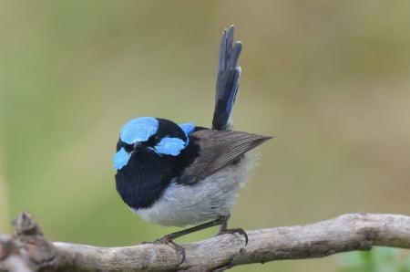 BIRD - wings, colors, limb, feathers