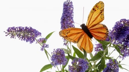 BUTTERFLY - leaves, wings, flowers, petals