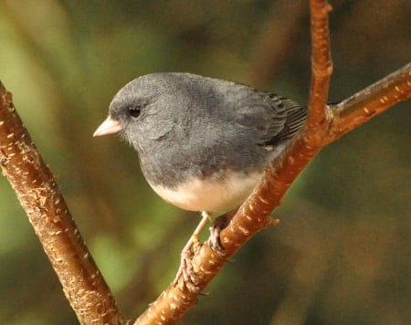 JUNCO - wings, colors, limb, feathers