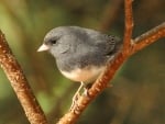 JUNCO