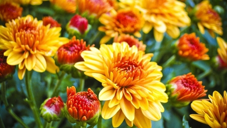 MUMS - leaves, petals, nature, colors