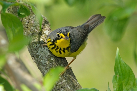 WARBLER - leaves, wings, colors, feathers