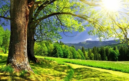 Sunlight - nature, tree, sunlight, grass