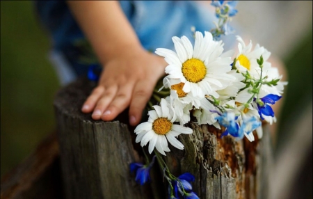 ♥ - daisies, abstract, flowers, soft