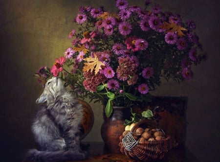 Still Life - flowers, purple, beautiful, still life, cat