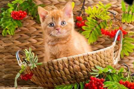 Honeyed basket kitten - honey, sweet, cat, basket, fluffy, pet, kitten, cute, plants, adorable, kitty