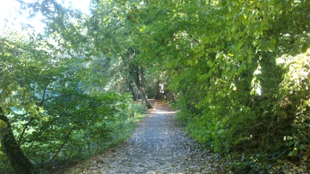 A Path, part V - sunshine, autumn, snapshot, trees, photography, sun, leaf, path, fall, sunny, forrest, tree, photograph, outside, sunlight, way, day, light, park, nature, daytime, leafs, leaves, photo