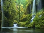 Beautiful Forest Waterfalls