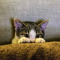 Hiding Cat