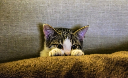 Hiding Cat - Photograph, Cute, Hiding, Cat, Predator, Animal, Lovely, Photography, Beauty, Feline, Photo, Brown, Felidae, Nice, Pretty, Eyes, Snapshot