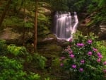 Hidden Waterfall in a Forest