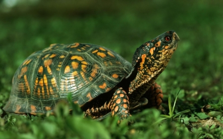 Turtle in Nature - colors, grass, reptile, exploring