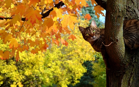 Curious cat - forest, cat, animal, tree, kitten