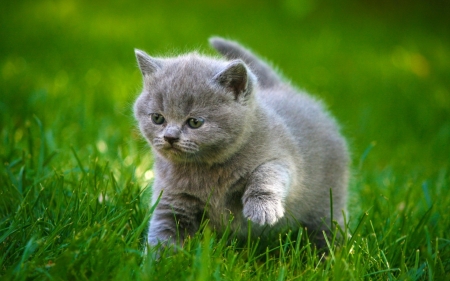 Grey kitty - animal, grass, cat, kitten