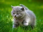 Grey kitty