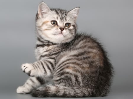 British shorthair kitten - animal, british shorthair, cat, kitten