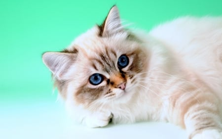 Birman cat - animal, birman, cat, kitten