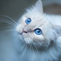 Kitty blue eyes