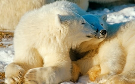 Polar bears in love - love, polar, bear, wild