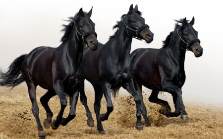 Black horses - black, run, animal, horse