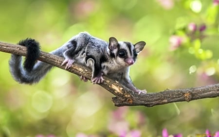 Flying Squirrel - animal, nature, flying squirrel, branch