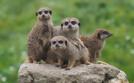 Meerkats - grass, stone, animals, meerkats