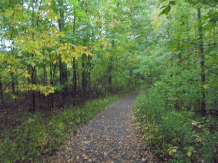 The Path of Life - paths, autumn, forests, trees