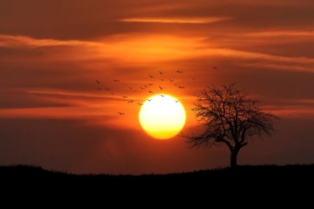 Dramatic Sunset - trees, evening, landscape, scenic, spring, countryside, sunset, nature, twilight