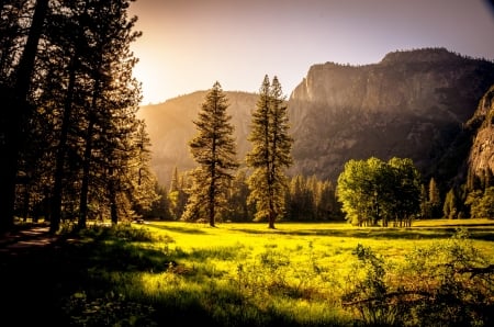 Green grass field During Daytime - lights, landscape, field, trees, nature, grass