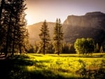 Green grass field During Daytime