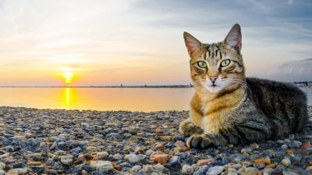 My (out of season) holiday  - beach, funny, pebbles, cats, sea, rocks, animals