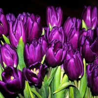 Purple Tulips