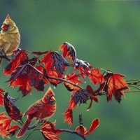 Fall Cardinals