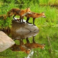 Reflection of Foxes in the Grass