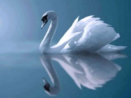 swan - swan, water, bird, blue