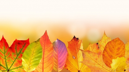 Autumn background - wp, bg, leaves, autumn